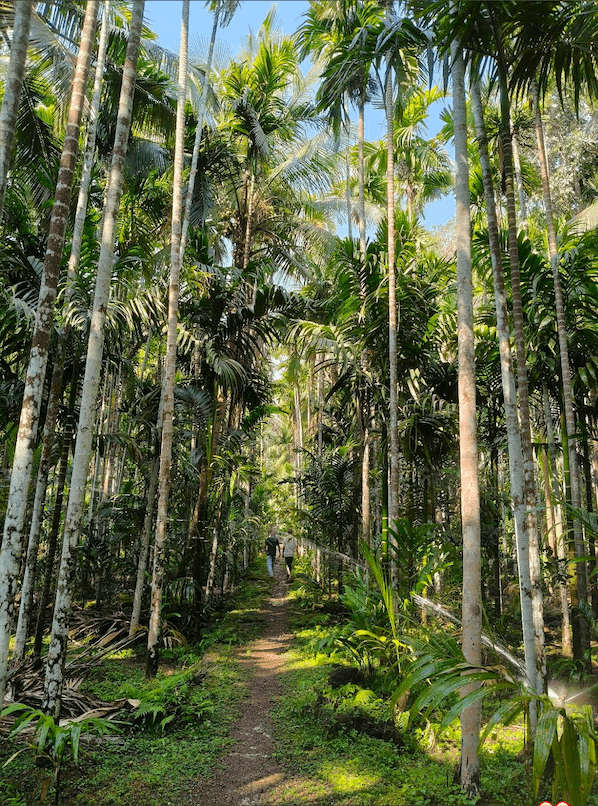 Areca plantation view