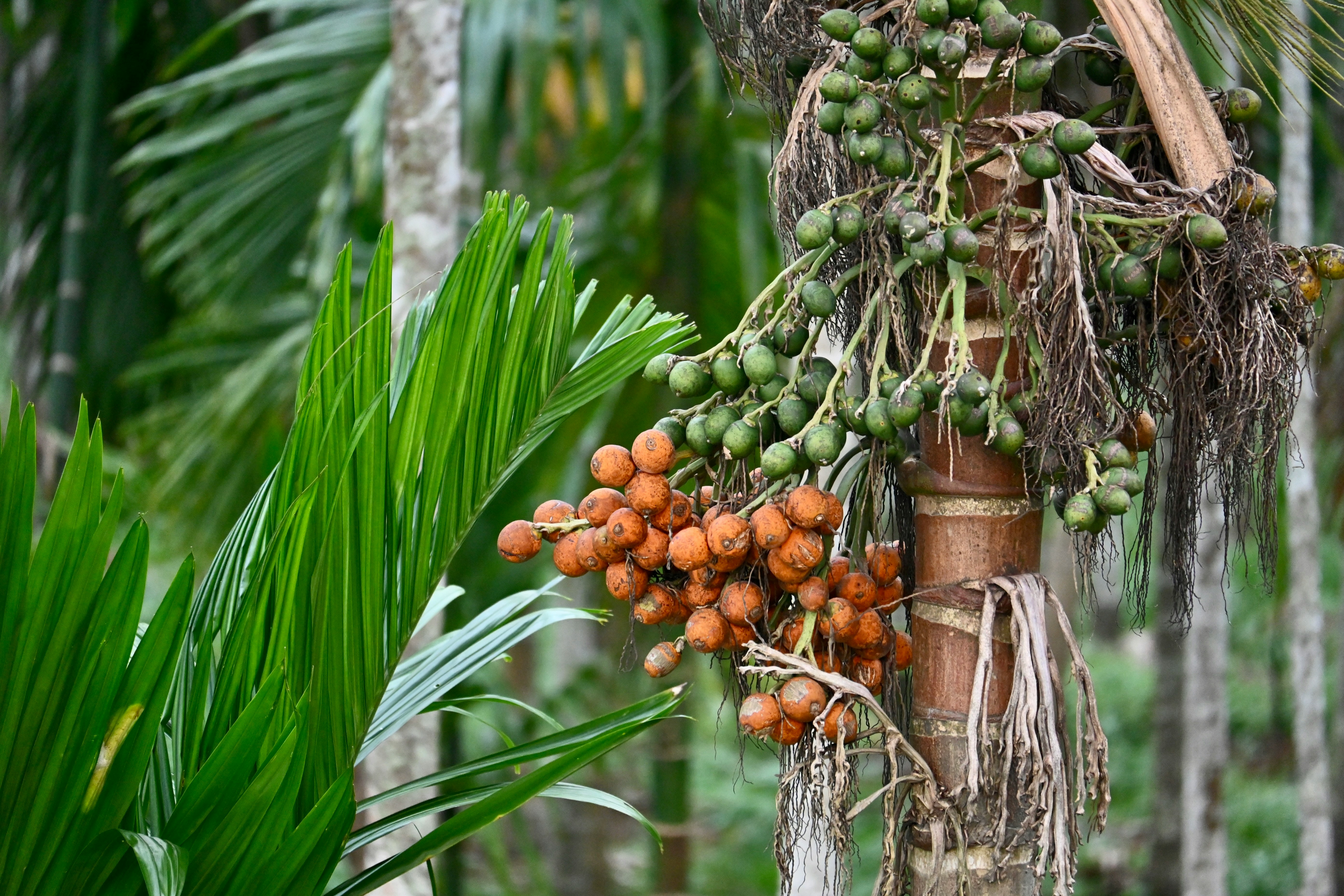 Areca Palm Grove